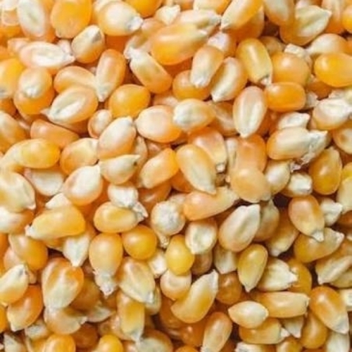 Dried Yellow Corn