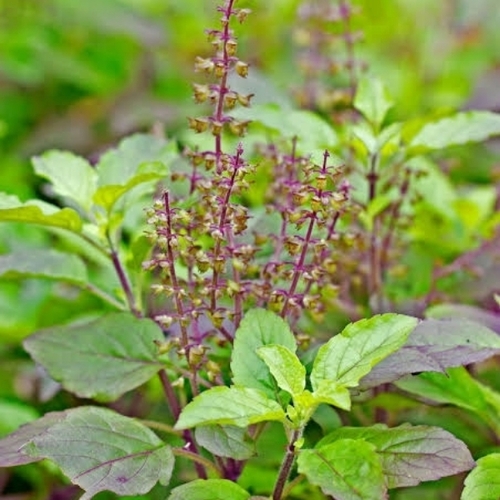 Holy basil