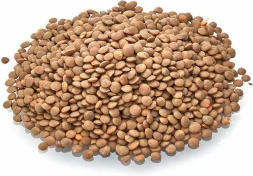 Natural Black Sabut Masoor Dal - Brown, Whole Lentils | Organic, 99% Purity, 9 Months Shelf Life, FSSAI Certified