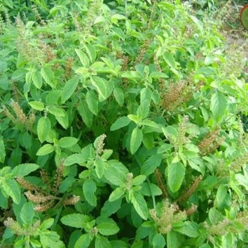 Tulsi leaf fresh 50