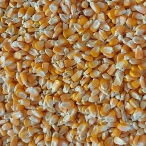 Yellow Dry Maize