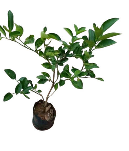 Assam Kaji Lemon Plants