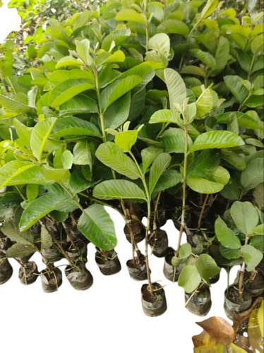 Chikoo Fruit Plant