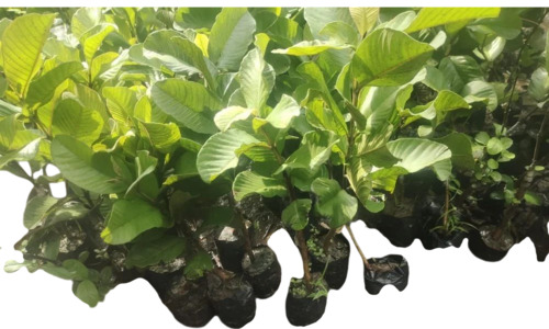 Grafted Thai Guava Plant