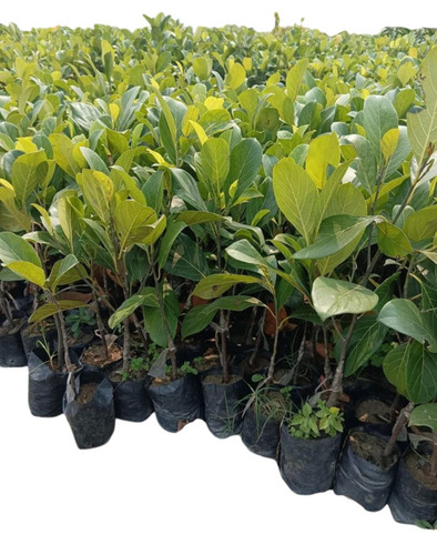 Jack Fruits Grafted Plant