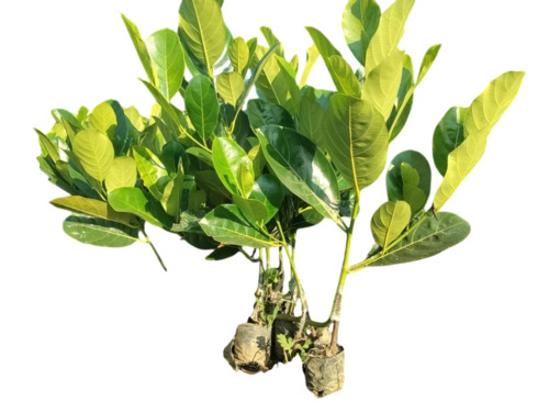 Jack Fruits Plant