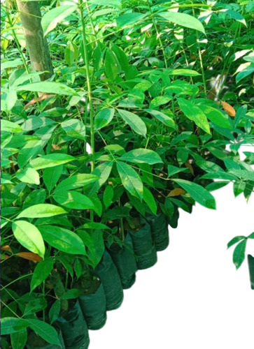 Litchi Plant