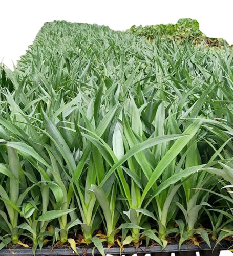 Pineapple Plant By Flora Horticulture Enterprise