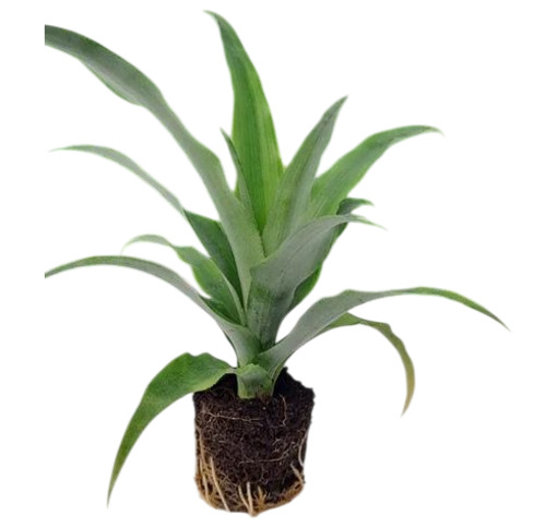 Pineapple Suckers Plant