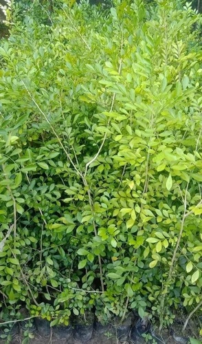 Pomegranate Grafted Plant