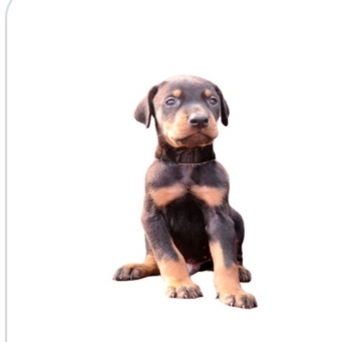 Doberman Pinscher Pet Puppy