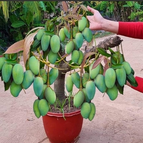 100% Natural Mango Plant