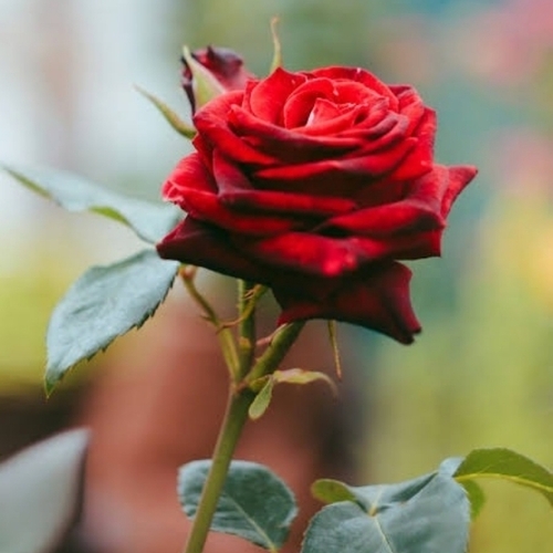 Red Rose By Mnv Flower Shop