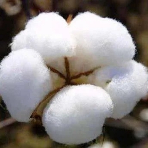 Cotton bales