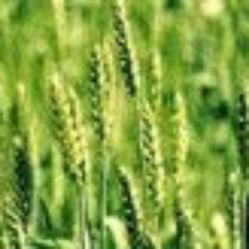 Fodder