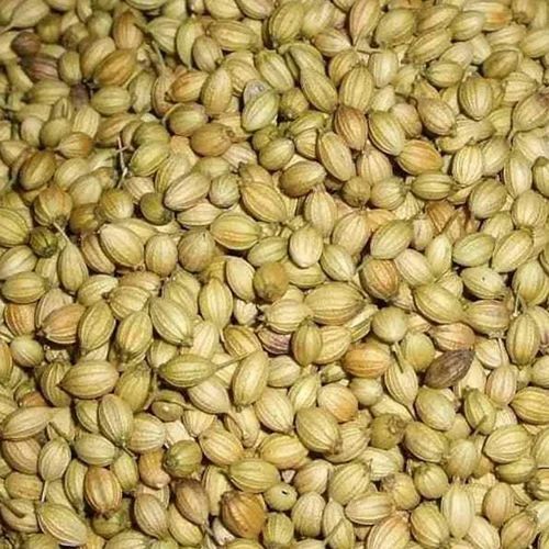 Dried Coriander Seed