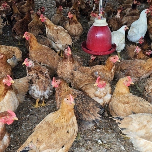 Commercial Poultry Birds