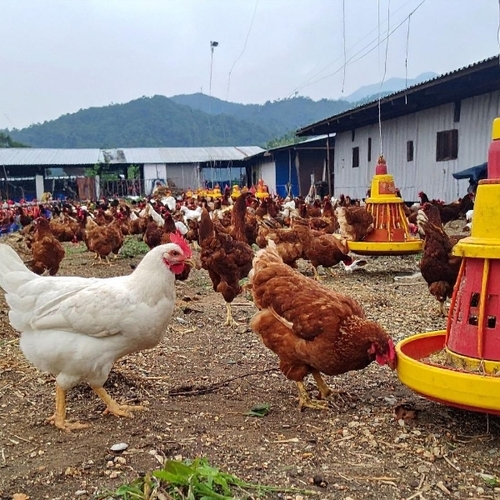 Farm Fresh Live Birds