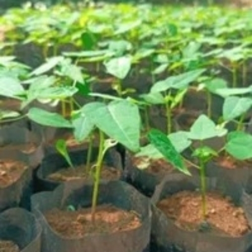 Fruit plant
