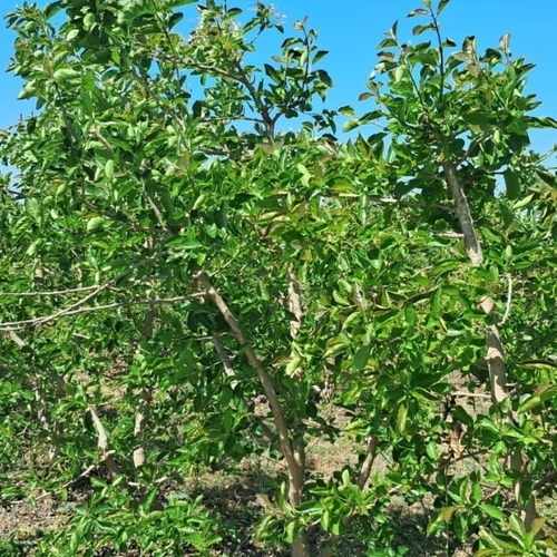 Khandu Chakka Green Plant