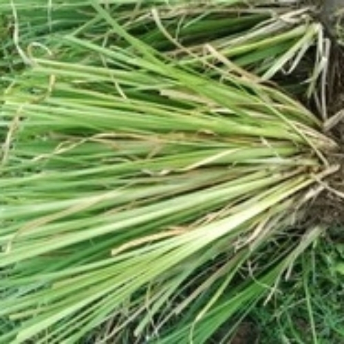 Medicinal plant
