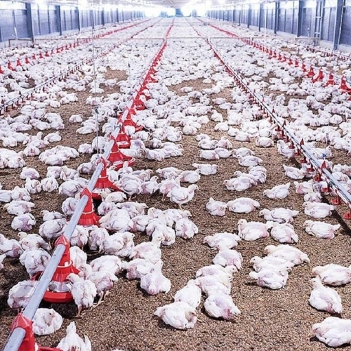 Premium Live Farm Birds