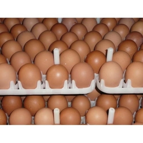 Brown Eggs
