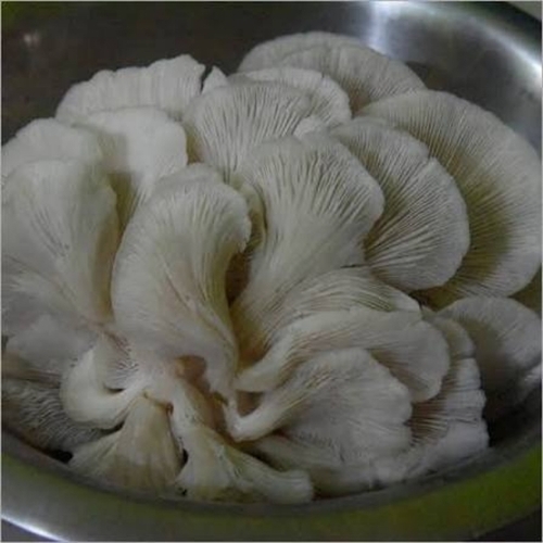 Oyster Mushroom