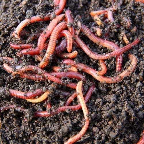 Earthworm Fertilizer - Application: Agriculture