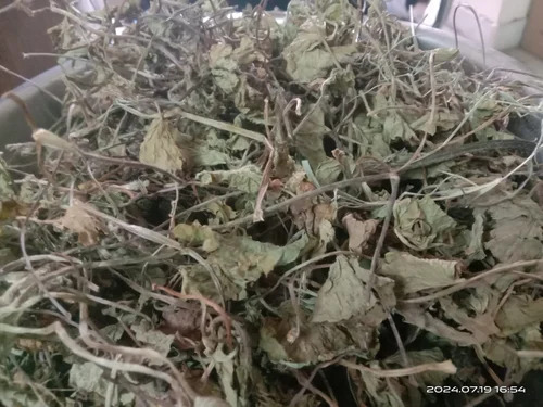 Dried Brahmi Leaves