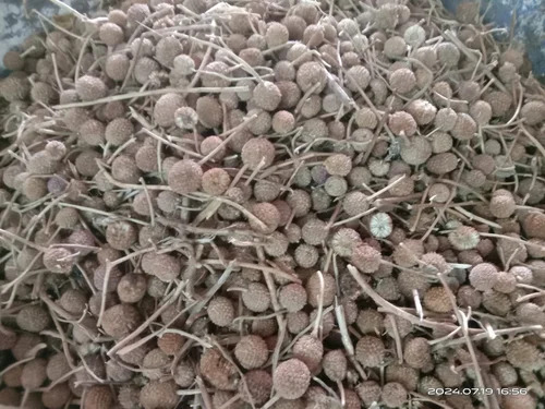 Dried Gorakhmundi Seed