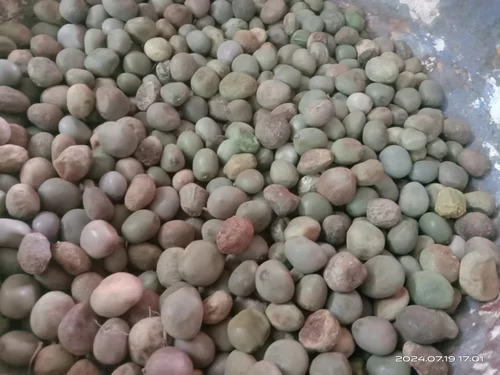 Dry Sagar Gota Seed