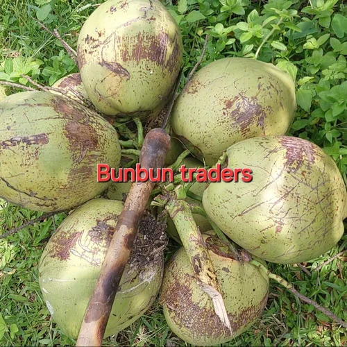 Fresh Green Tender Coconutq