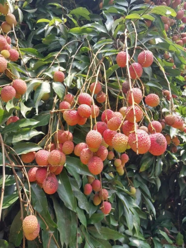 Fresh Litchi Fruit