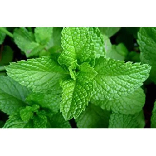 Green Mint Leaf