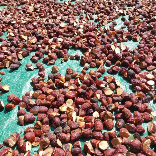 Jackfruit Seed