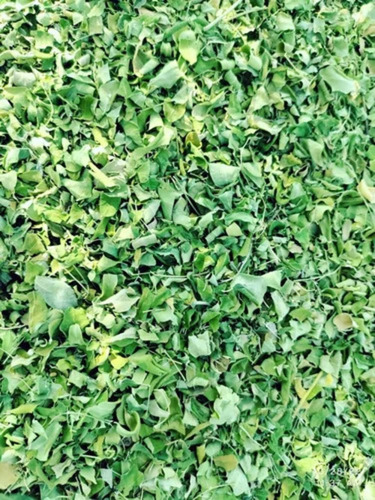 Moringa Leaves