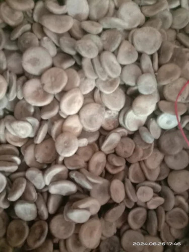 Nux Vomica Seed Extract Kuchla