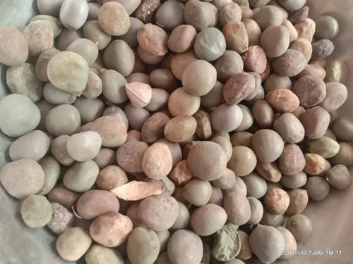 Sagar Gota Seed