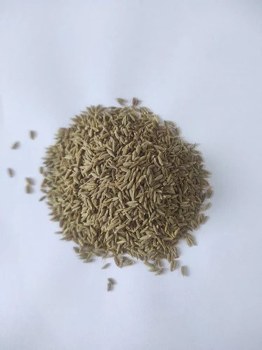 97 % Cumin Seeds