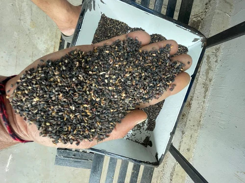 Black Sesame Seeds