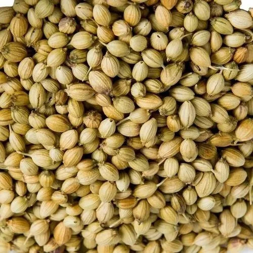 Whole Coriander Seeds