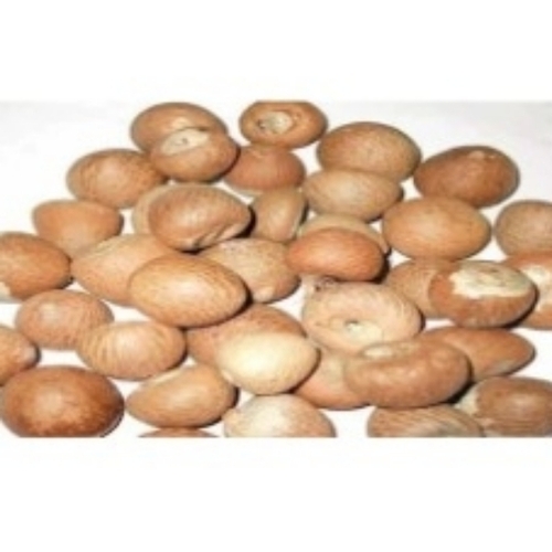 Brown Areca Nut