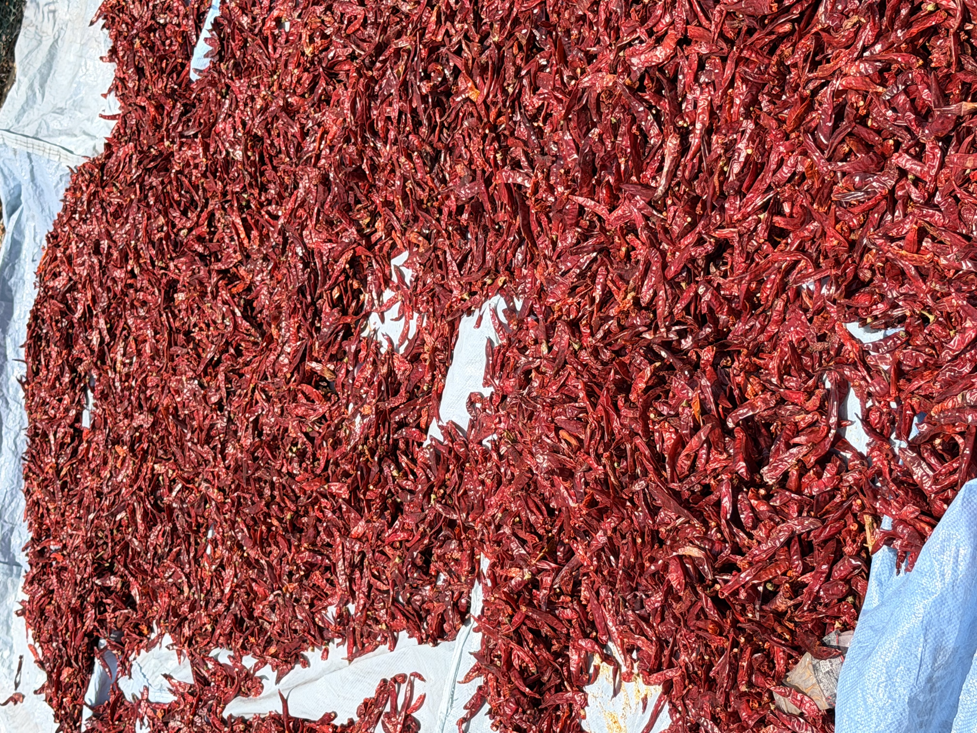 Guntur Chilli