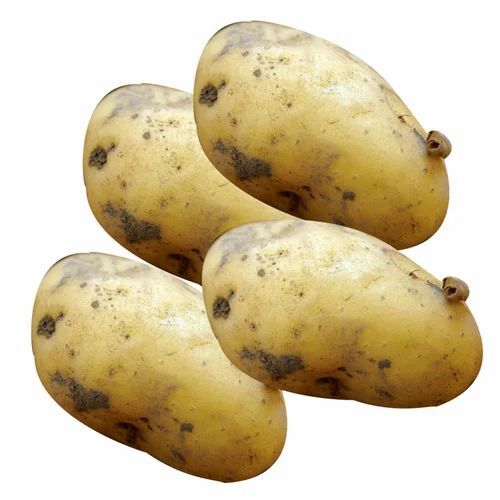 Aa Grade Fresh Potato