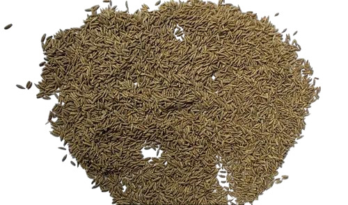 Dry Cumin Seeds
