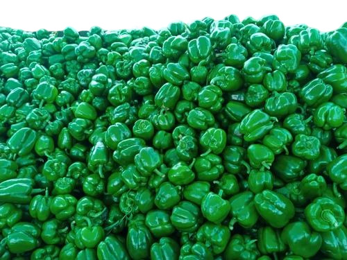 Fresh Capsicum