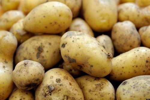 Fresh Potato