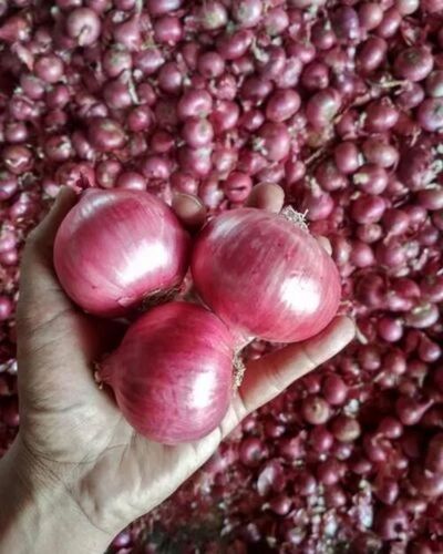 Organic Red Onion