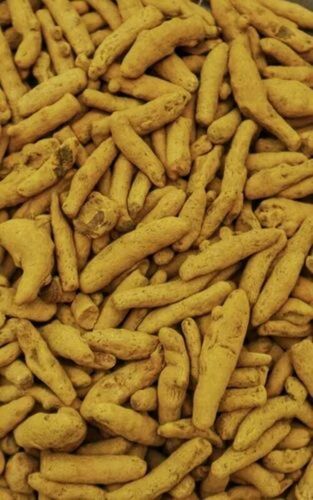 Rajapuri Turmeric Finger